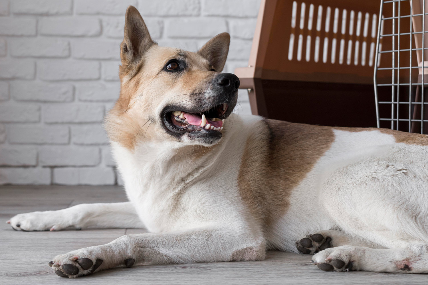 狗狗關節保健推薦