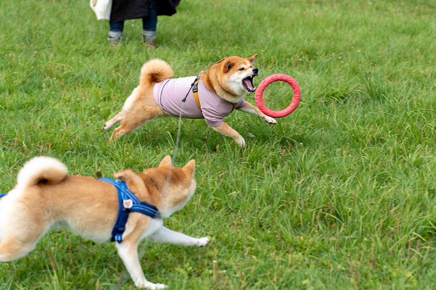 狗狗關節保健推薦