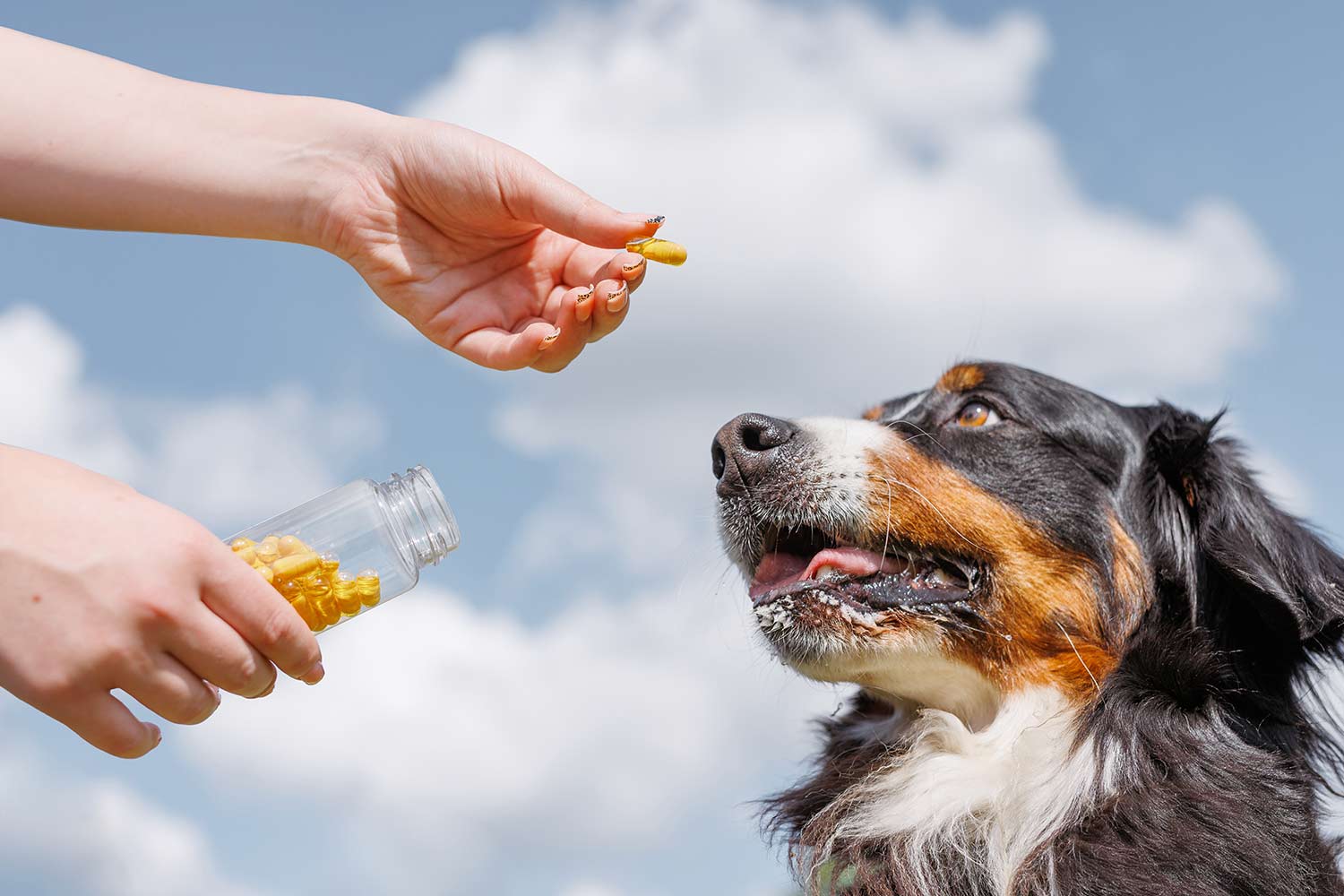 狗狗關節保健推薦