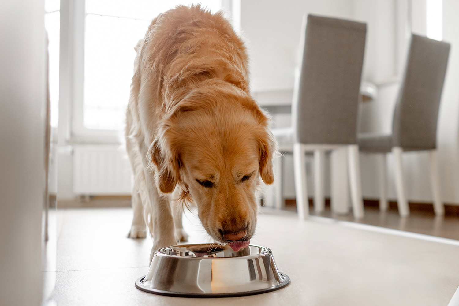 狗狗關節保健推薦