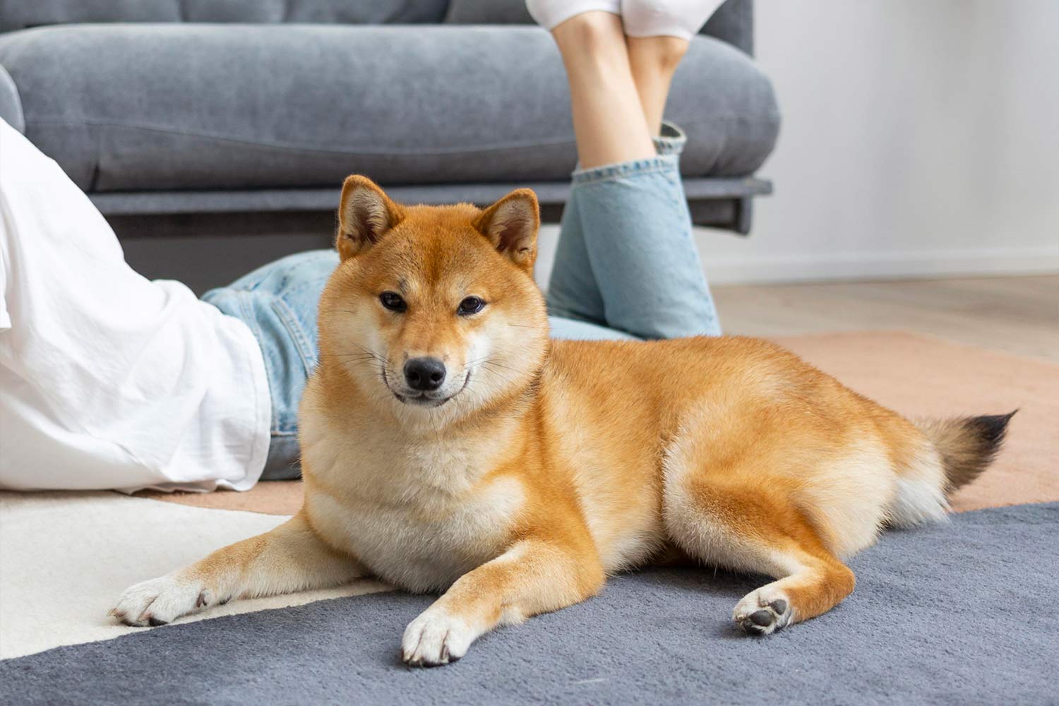 狗狗關節保健推薦